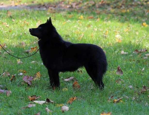 Renjen Sailorette | Schipperke 