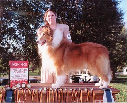 Classic's Let The Rumors Fly | Rough Collie 