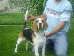 Gold Junior Szelli | Beagle 