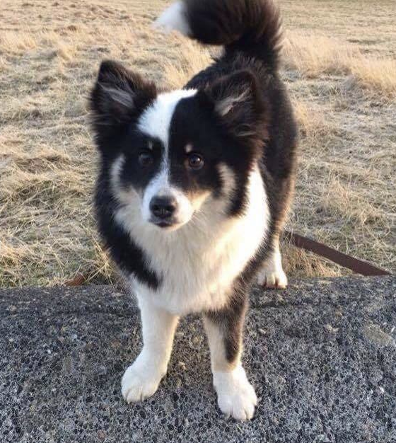 Snætinda Skriða | Icelandic Sheepdog 