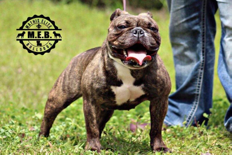 MEB's Onyx | Olde English Bulldogge 