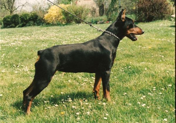 GISA z Pyselky | German Pinscher 