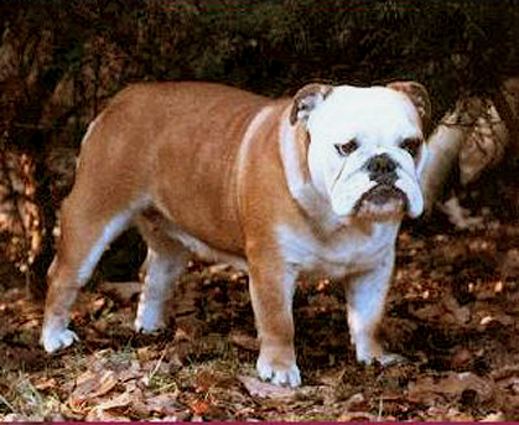 Hellendael Nikita | Olde English Bulldogge 