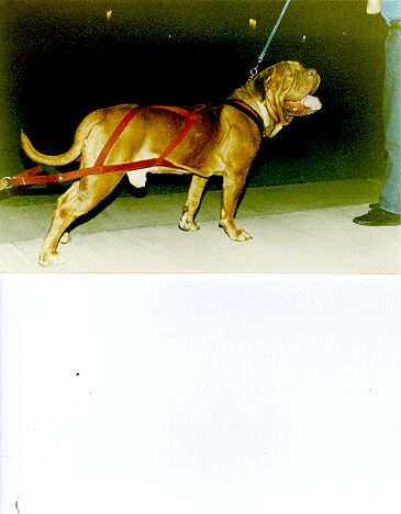 Hoss of Park Avenue | Dogue de Bordeaux 