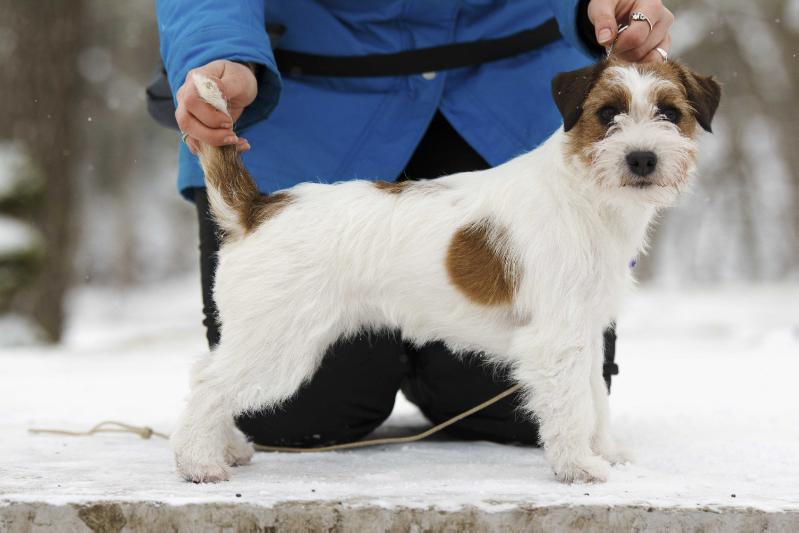 Port Fortis Amore Amore | Jack Russell Terrier 