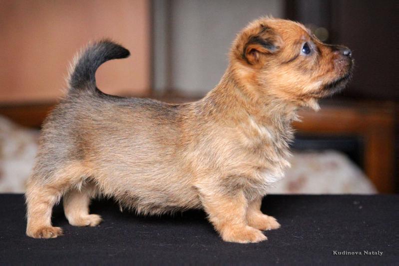 Leif iz Zvezdnogo Grafstva | Australian Terrier 