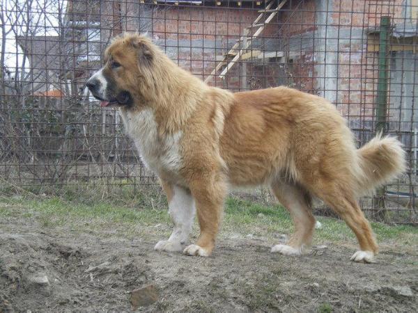 Ursa De Brailita | Caucasian Mountain Dog 