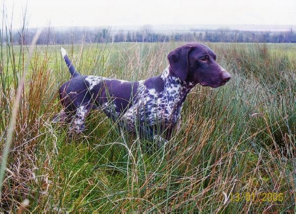 Venus de la Porte de Becray | German Shorthaired Pointer 