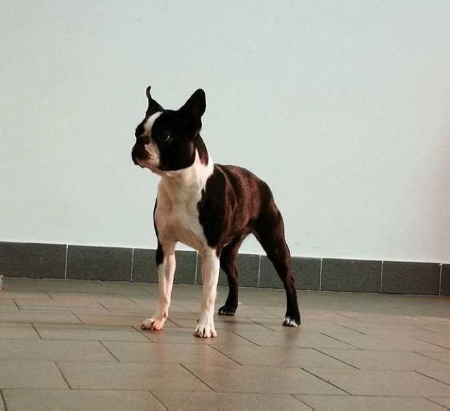 Gottwj Folly of Love | Boston Terrier 