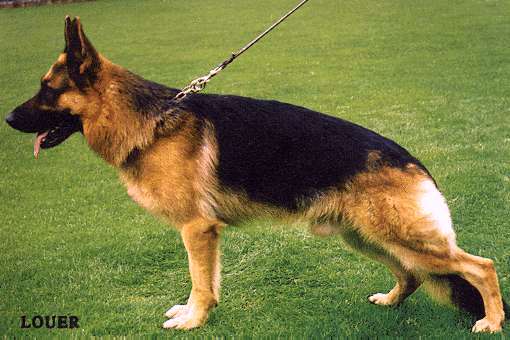 Hoss vom Hasenborn | German Shepherd Dog 