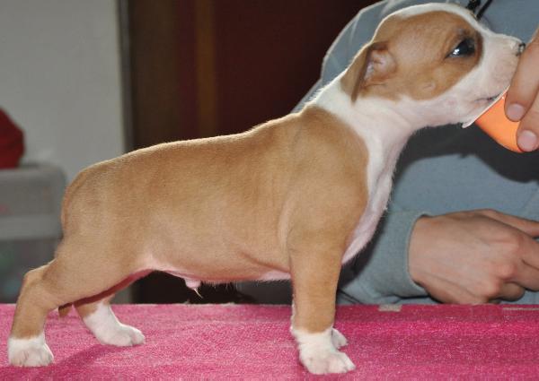 Flechazo Heaven | American Staffordshire Terrier 