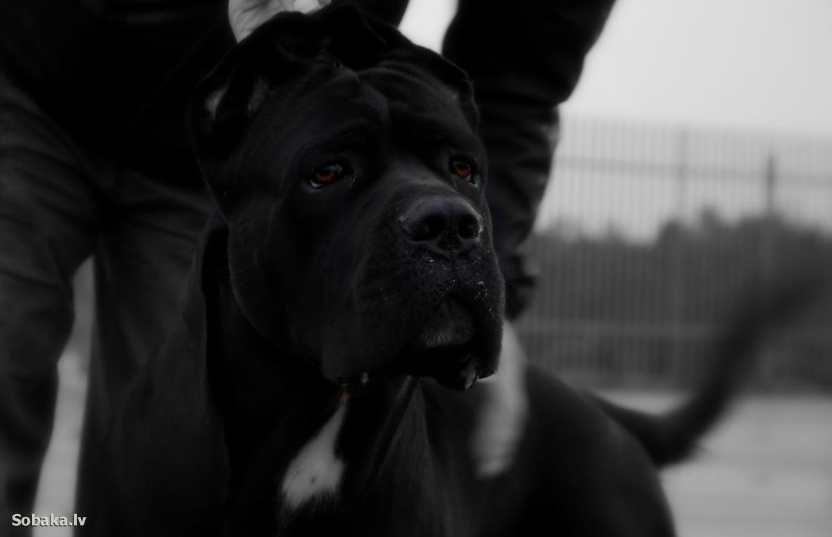 APRIORI BEST AIVENGO | Cane Corso 