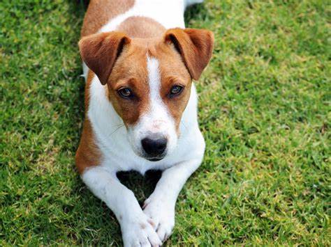 Russell Terrier