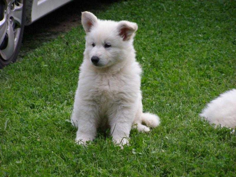 Ben White Wolf House | White Swiss Shepherd Dog 