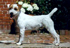Rednock Keep the Promise | Parson Russell Terrier 
