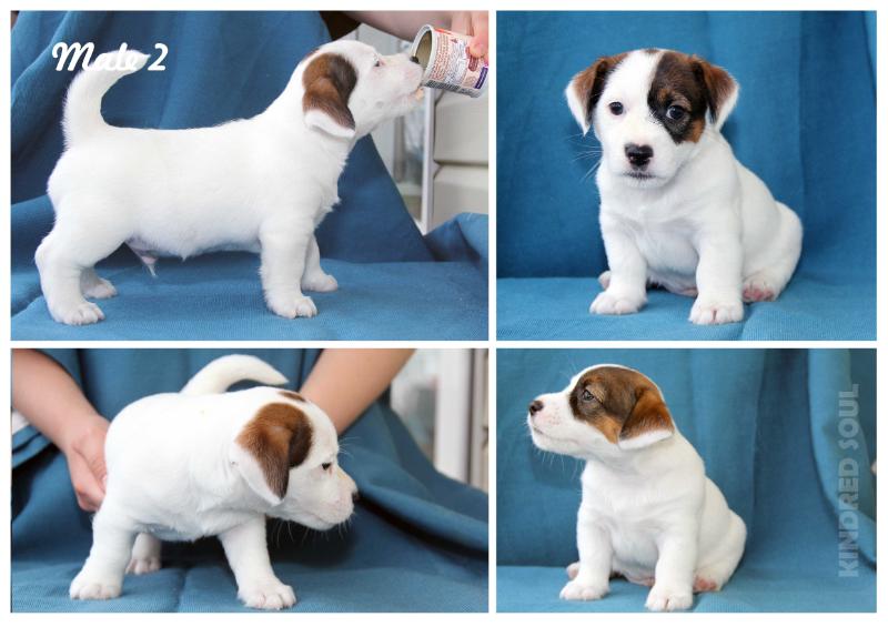 Kindred Soul OMG, again in beat Jazz | Jack Russell Terrier 