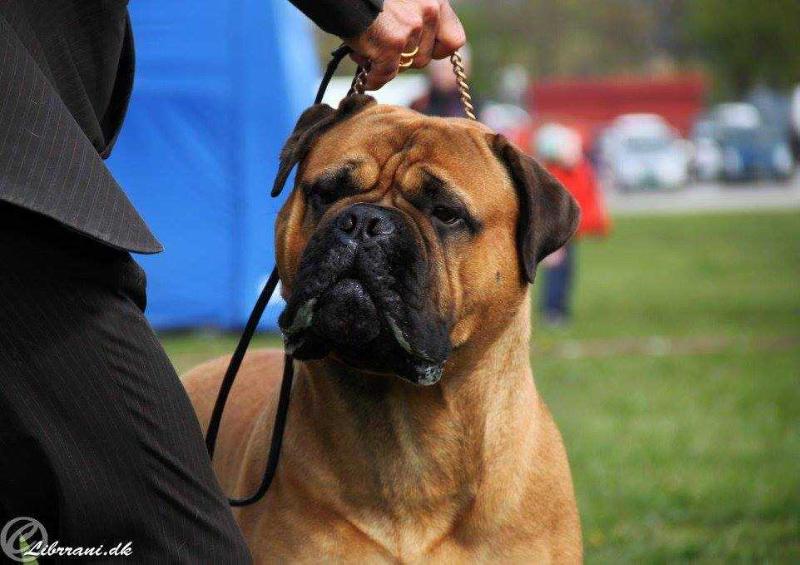 Ali For Librrani Honey Dynasty | Bullmastiff 