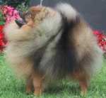 Belliver Quest For Fire | Pomeranian 