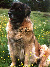 Dragongardens Carmencita | Leonberger 