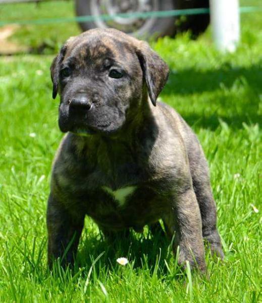 History of Heart Naira | Perro de Presa Canario 