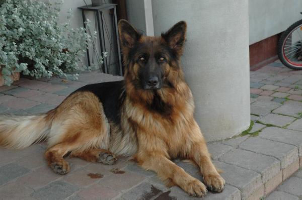 Ilja zur Worringer Rheinaue | German Shepherd Dog 