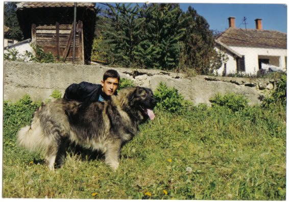 ALI | Yugoslavian Shepherd Dog-Sarplaninac 