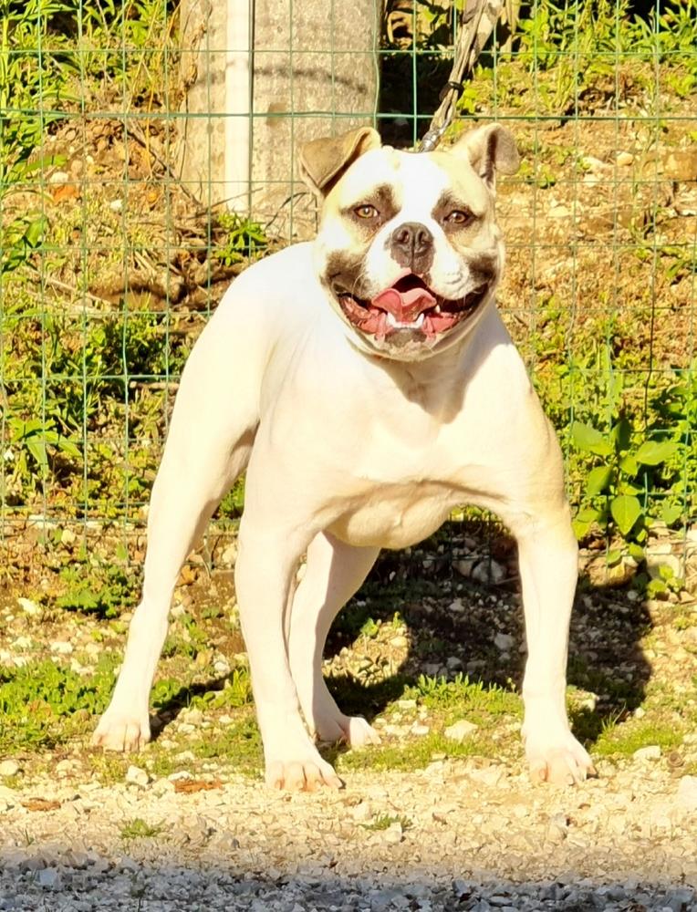 Venezia's Ninja | American Bulldog 