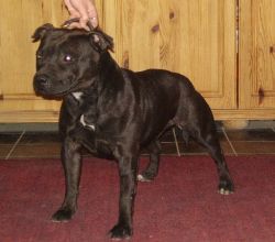 Slug-A-Bed Gobbi Hilda | Staffordshire Bull Terrier 