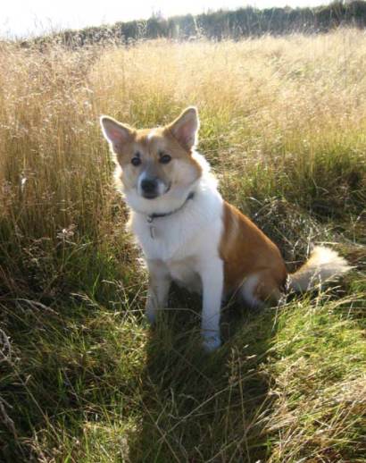 Varða | Icelandic Sheepdog 