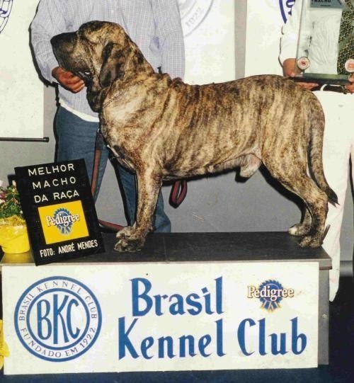 ZANDOR DA FAZENDA RIO NEGRO | Fila Brasileiro 