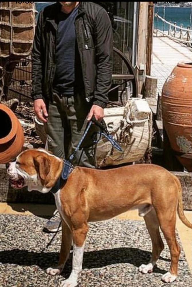 Öztürk's Barney of Alpin Dogs Kennel Club | American Bulldog 