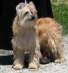 Aoubere Du Val D'Ares | Pyrenean Shepherd 