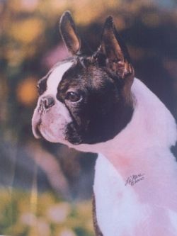 Bo-K's Only You | Boston Terrier 