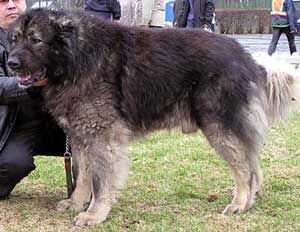 Bandit Baron | Caucasian Mountain Dog 