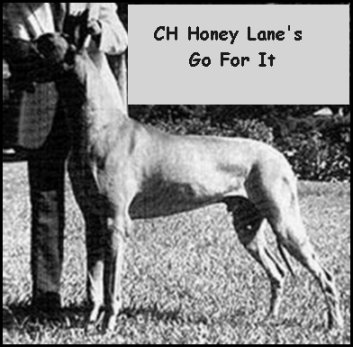 Honey Lane's Go For It | Great Dane 