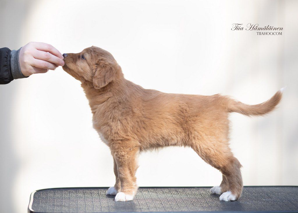 Burning Red's Divine Leaping Maid | Nova Scotia Duck Tolling Retriever 