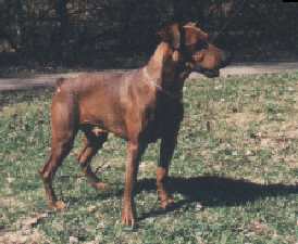 Of Leijliden QING FRANSMAN | German Pinscher 