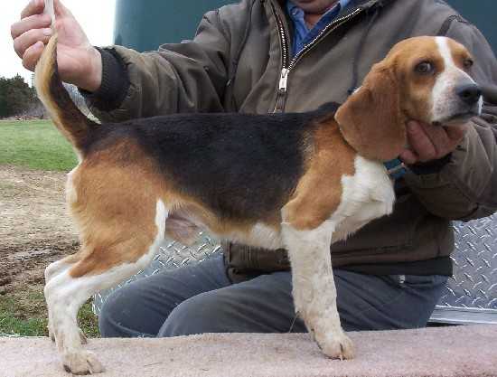 Scrogham's Blue Payroll Check | Beagle 