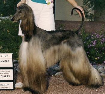 Kasban Silver Breeze | Afghan Hound 