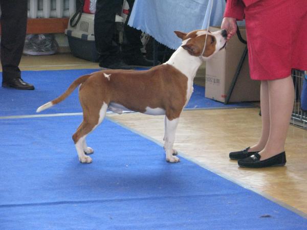 Zheltaya Rhapsody Zorro | American Staffordshire Terrier 