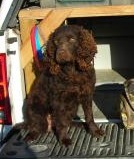 Cow Creeks Princess Cinderella | American Water Spaniel 