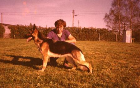 Dennie vom Pflaumbachtal | German Shepherd Dog 