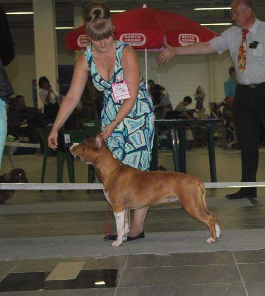 Faiter Baddi Holli | American Staffordshire Terrier 