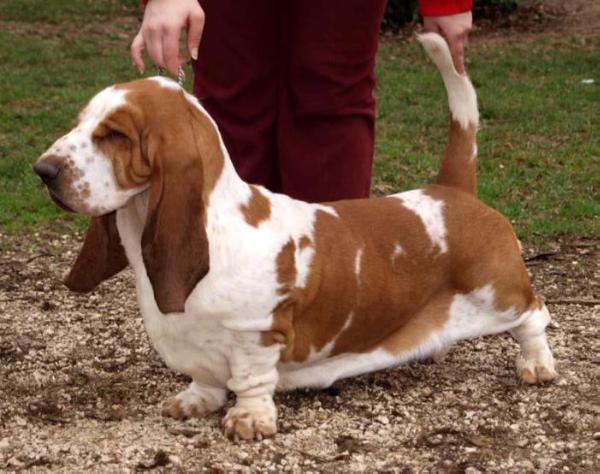 Rezihegyi Vig Domper Kind of Joke | Basset Hound 