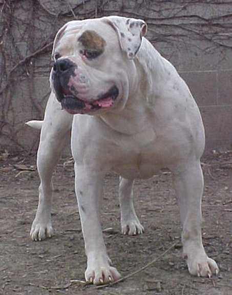 Brave Heart's Groucho PH-0.46/0.50 | Olde English Bulldogge 