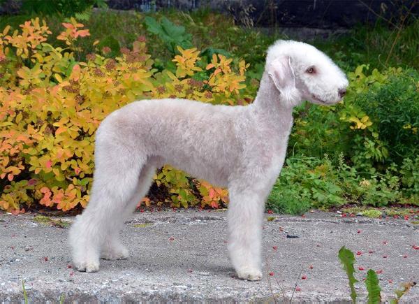 Great Kurazh Terra Latgale | Bedlington Terrier 