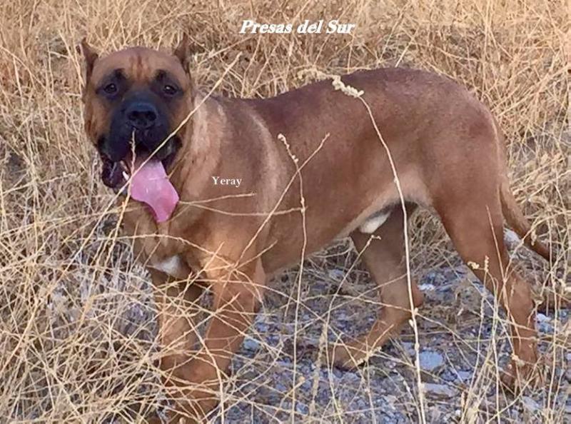 Yeray de Casa del Presa | Perro de Presa Canario 