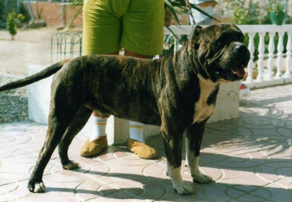 BULL DE ATLAS ASIO | Perro de Presa Canario 