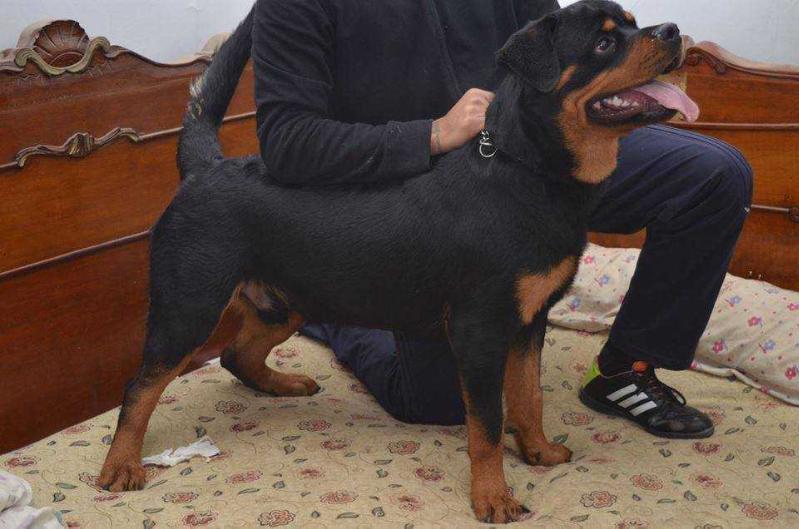 CASPER FUSADJO | Rottweiler 