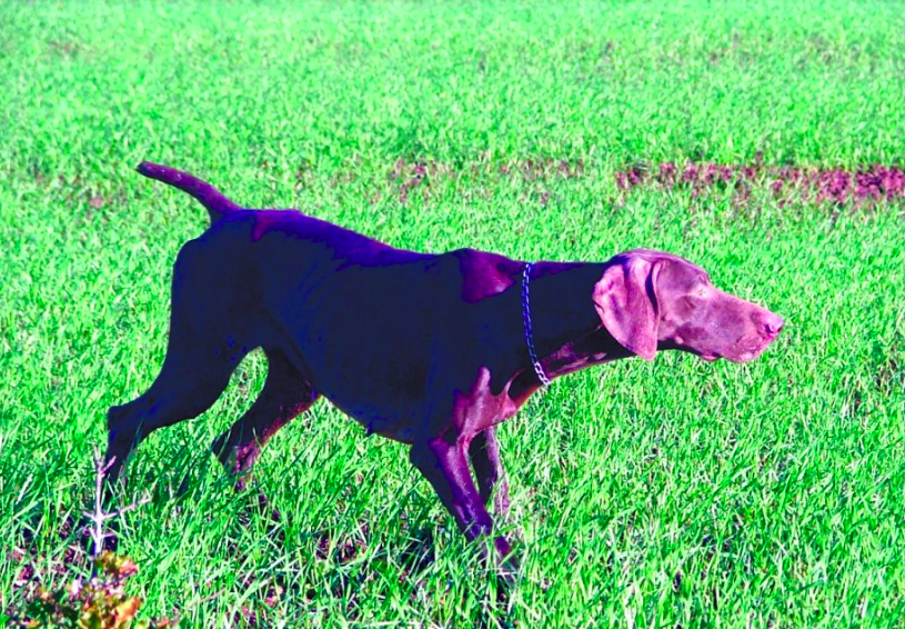 Violette du Pied du Mont | German Shorthaired Pointer 